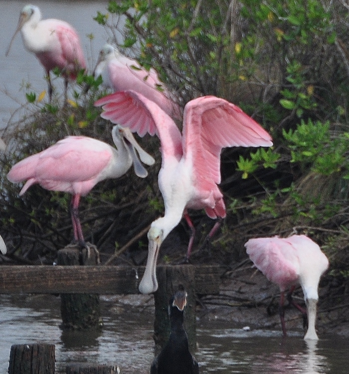 spoonbills